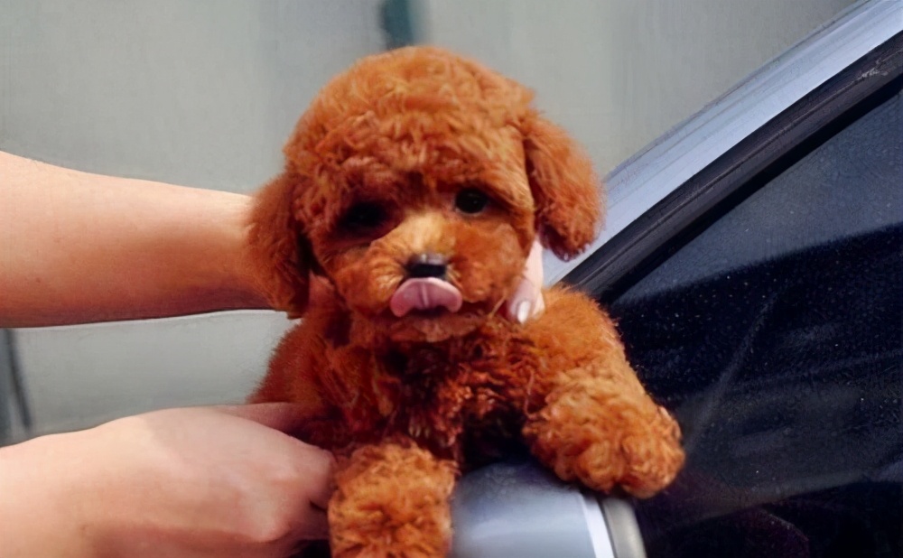 狗狗反复舔身上的皮肤,狗狗舔主人身上有什么危害