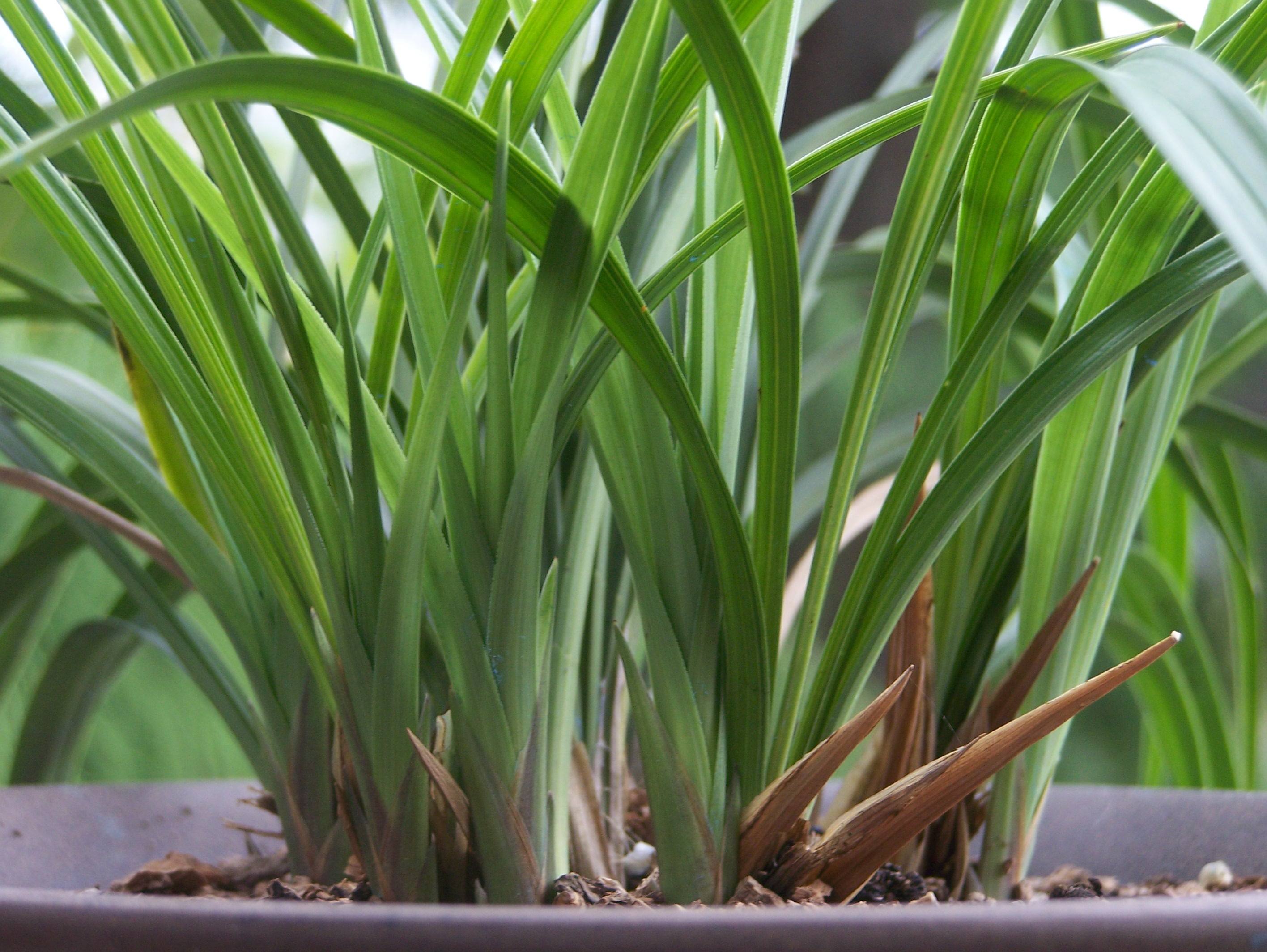用什么药可治兰花蚧壳虫,烟丝防治兰花蚧壳虫