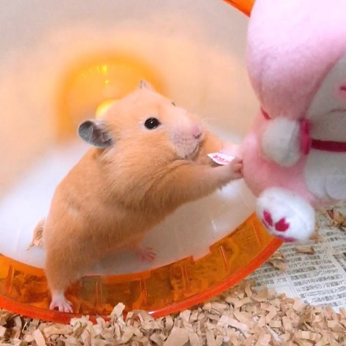 仓鼠发情主人帮忙,仓鼠发情了不给公鼠碰