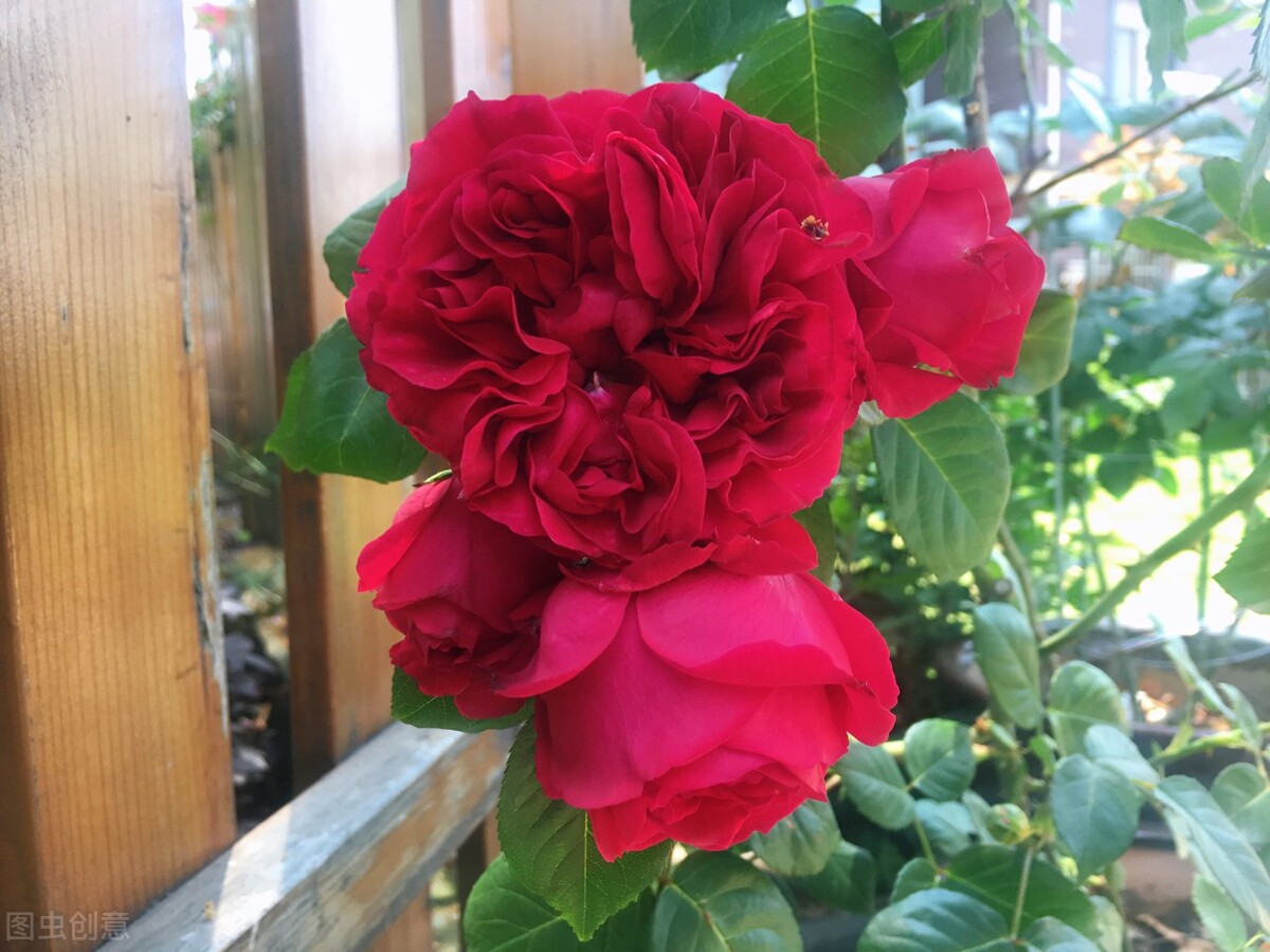 伊芙伯爵藤本月季的优缺点,艾拉绒球藤本月季优缺点