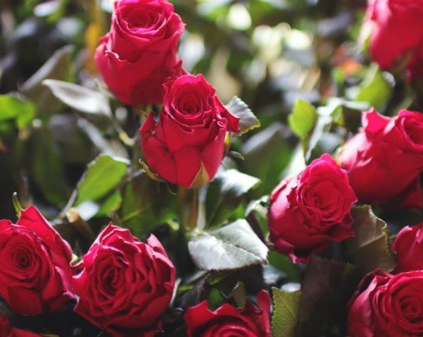 抖音520的爱情句子,抖音表白短句15字