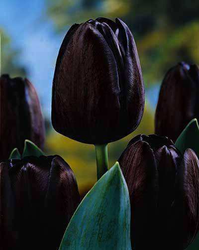 十种黑色花,10种罕见的黑色花朵你见过哪一种