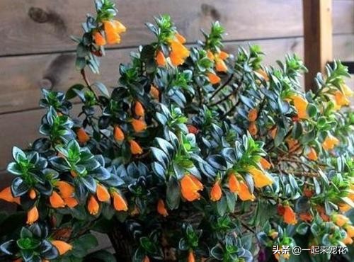 金鱼吊兰落叶头枯萎如何挽救,金鱼吊兰根系深不深怎么看