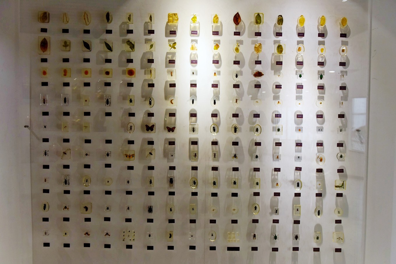 重庆市忠县柑橘园,柑橘之乡忠县