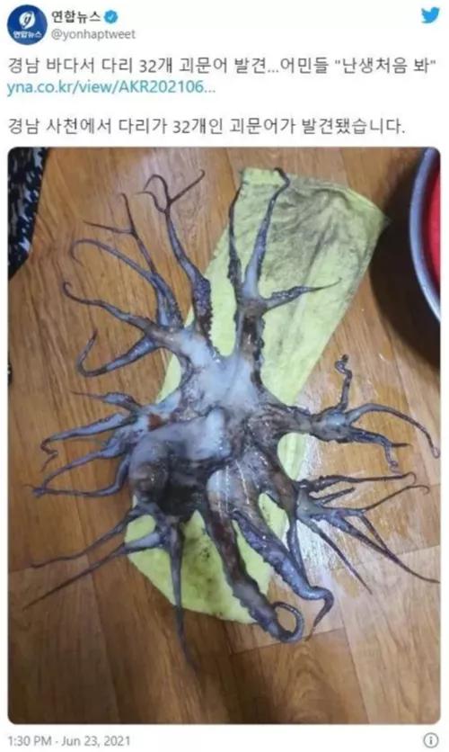 科学家发现喉咙深处有个神秘器官,巨型章鱼的肚子里长啥样