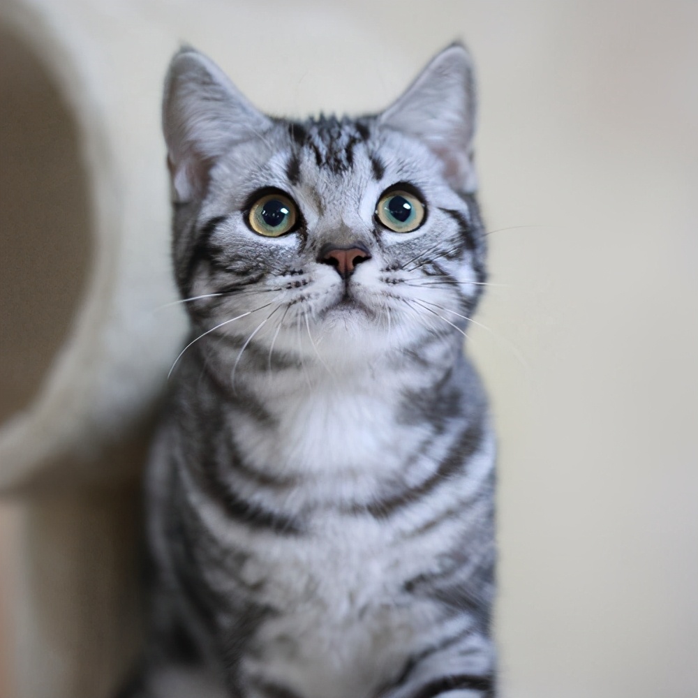 新手养猫攻略3年养猫经验分享,第一次养猫建议公猫还是母猫