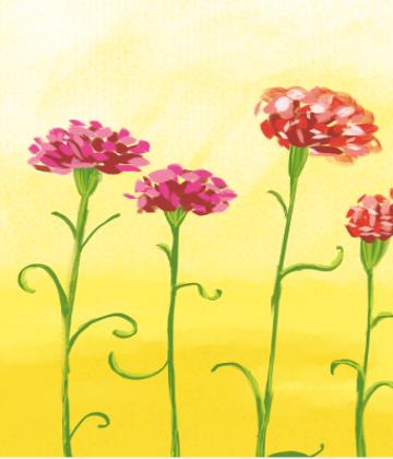 教师节儿童画康乃馨,八岁小孩画简单教师节的绘画