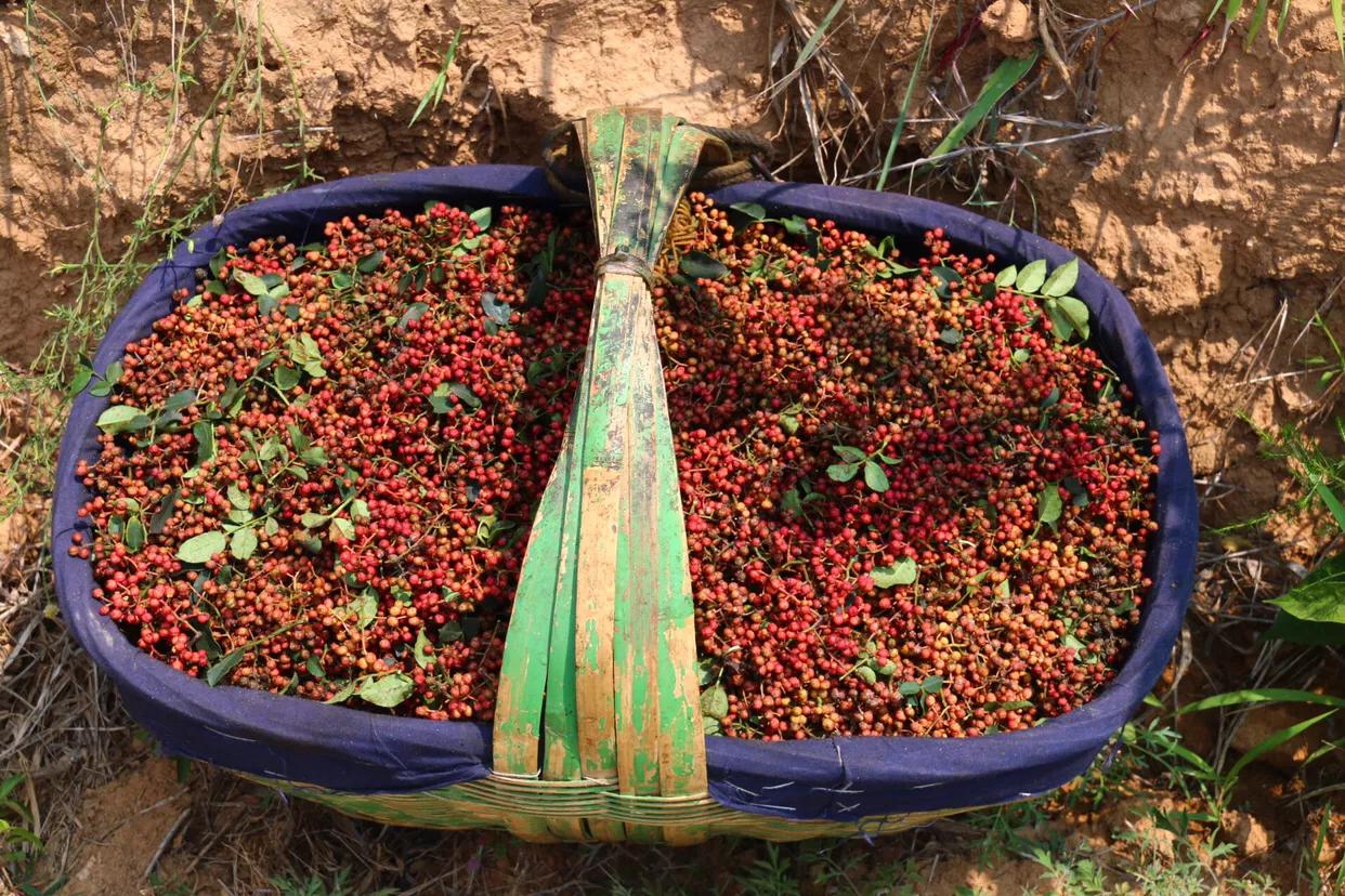 陕西韩城高山大红袍花椒,韩城大红袍花椒谁规划的