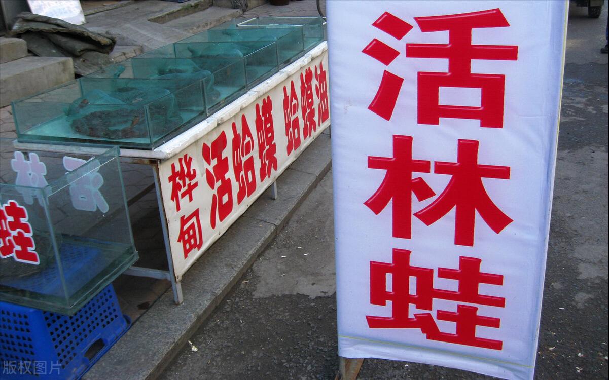 2015年林蛙多少钱一斤,2020年林蛙