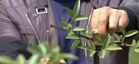 种1千亩美人椒有多少利润,种植青藤椒赚钱吗