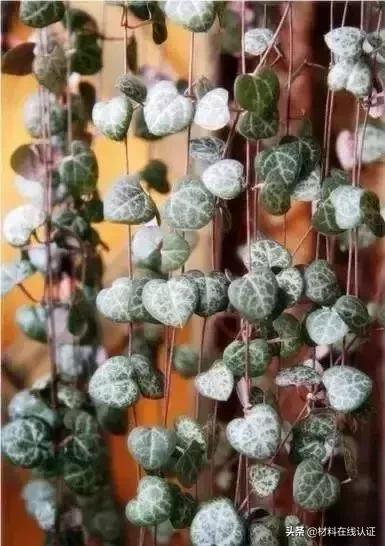 植物窗帘效果图大全,植物窗帘图案