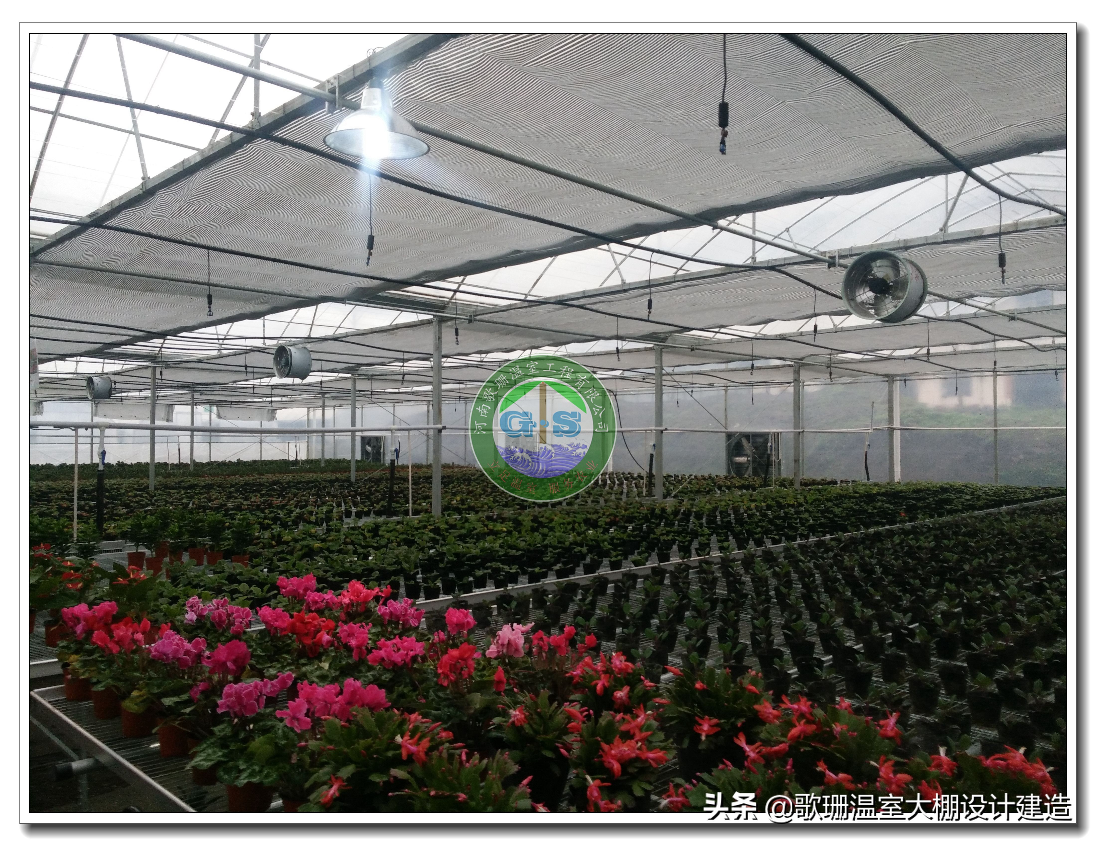 歌珊温室大棚设计,歌珊温室电话
