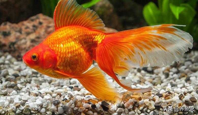 金鱼是中国特有品种吗,金鱼的各个品种都在几月出现