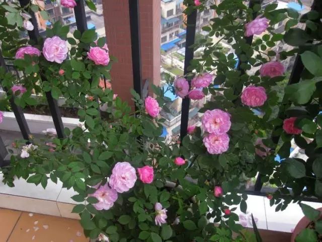 爬藤月季怎么牵引花墙才能开爆花,藤本月季太矮开了很多花怎么牵引