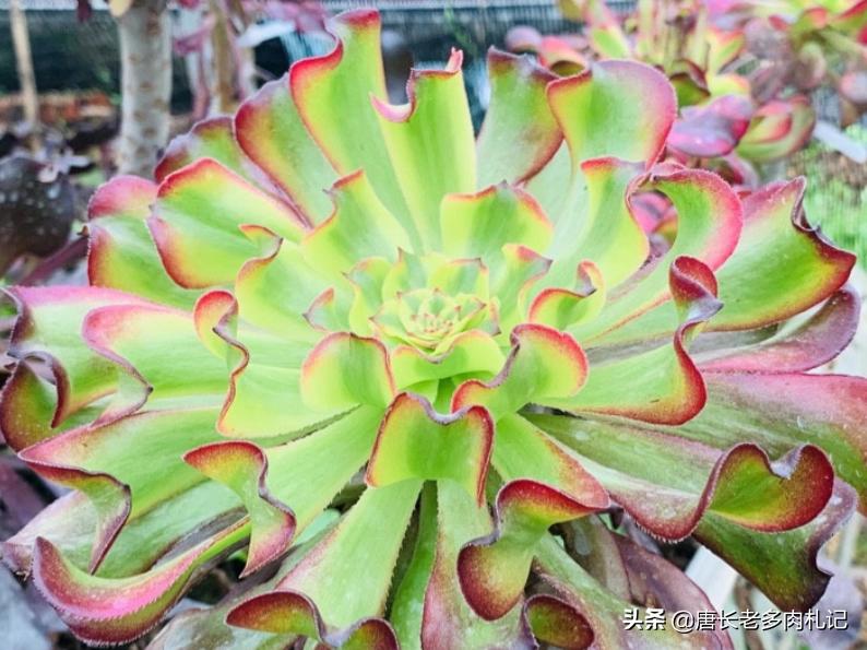 多肉法师舍不得买老桩？秋天入手小的也行，拿回家这样种很快服盆