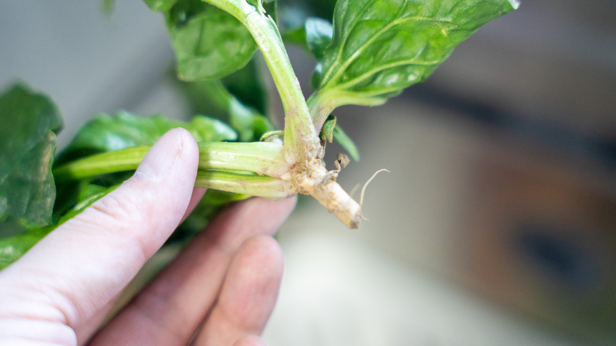 方太水槽洗碗机e5可以洗多少套,方太e5洗碗机空间