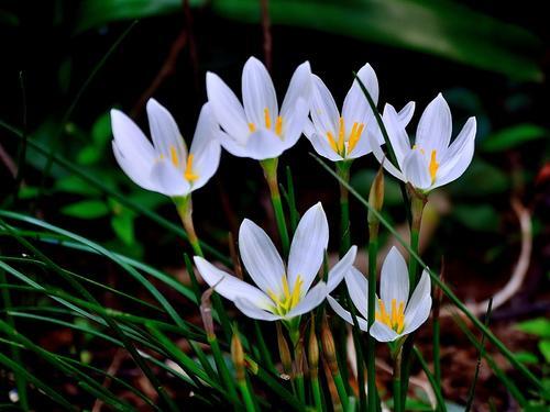 十二星座都有什么特点和缺点,十二星座特点优点和缺点图片