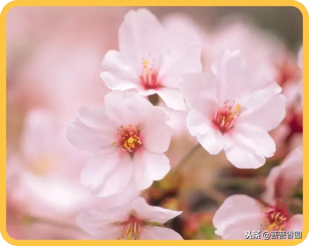 鏈嶆皵鐨勬湇鎷奸煶,杈熻胺鏈嶆皵涓庢湇楗电殑鍖哄埆