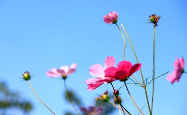 真正的聪明人有这六大特征,真正聪明人心计有哪些