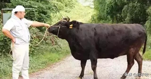 养牛不懂品种是不行的!牛品种大全!转了!