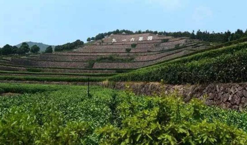 舒城小兰花是十大名茶之几,安徽四大名茶之一舒城小兰花