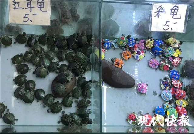 好多颜色的小动物,五颜六色的小动物超级好看