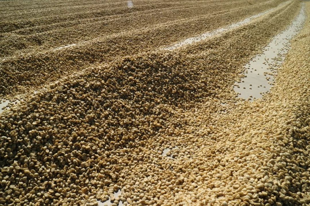 世界咖啡四大产区,咖啡产区图