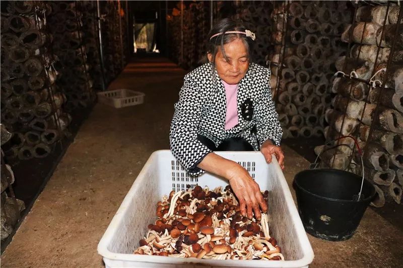 亚鱼瓮袍的“脱贫伞”