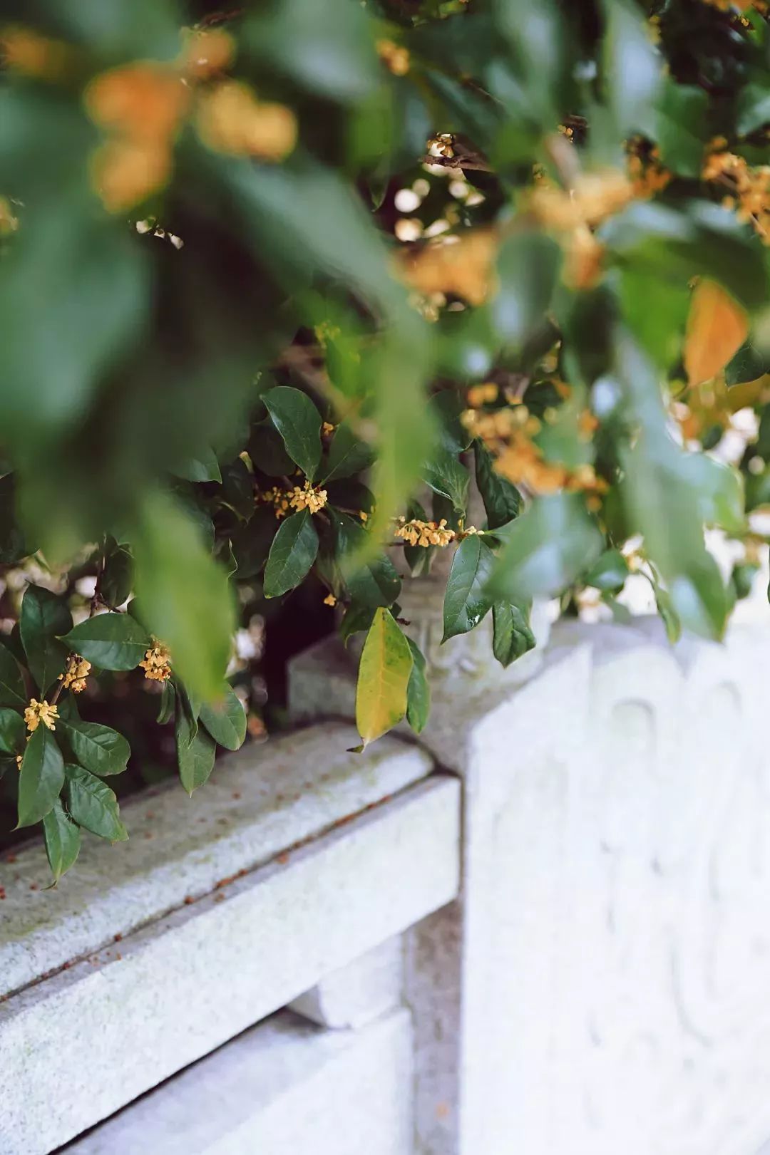 「乐活」寻找秋天的香气,这份赏桂地图请收好~