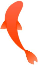 锦鲤为什么那么火,锦鲤为什么火了