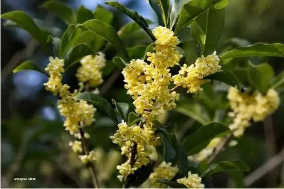 「乐活」寻找秋天的香气,这份赏桂地图请收好~