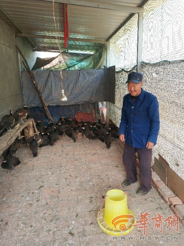 养500只下蛋乌鸡一年收入多少,养1万只乌鸡一年能挣多少钱