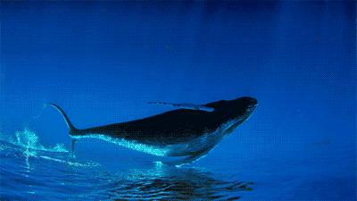 我儿子9岁，一身毛病，是我最好的老师