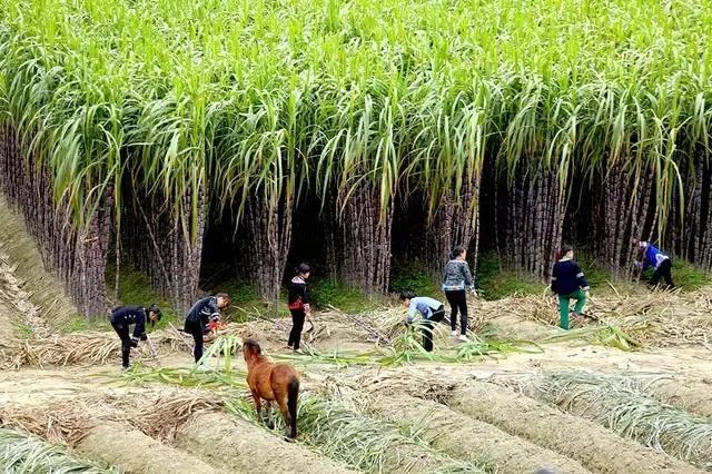 纳桑红糖双十一,纳桑新款
