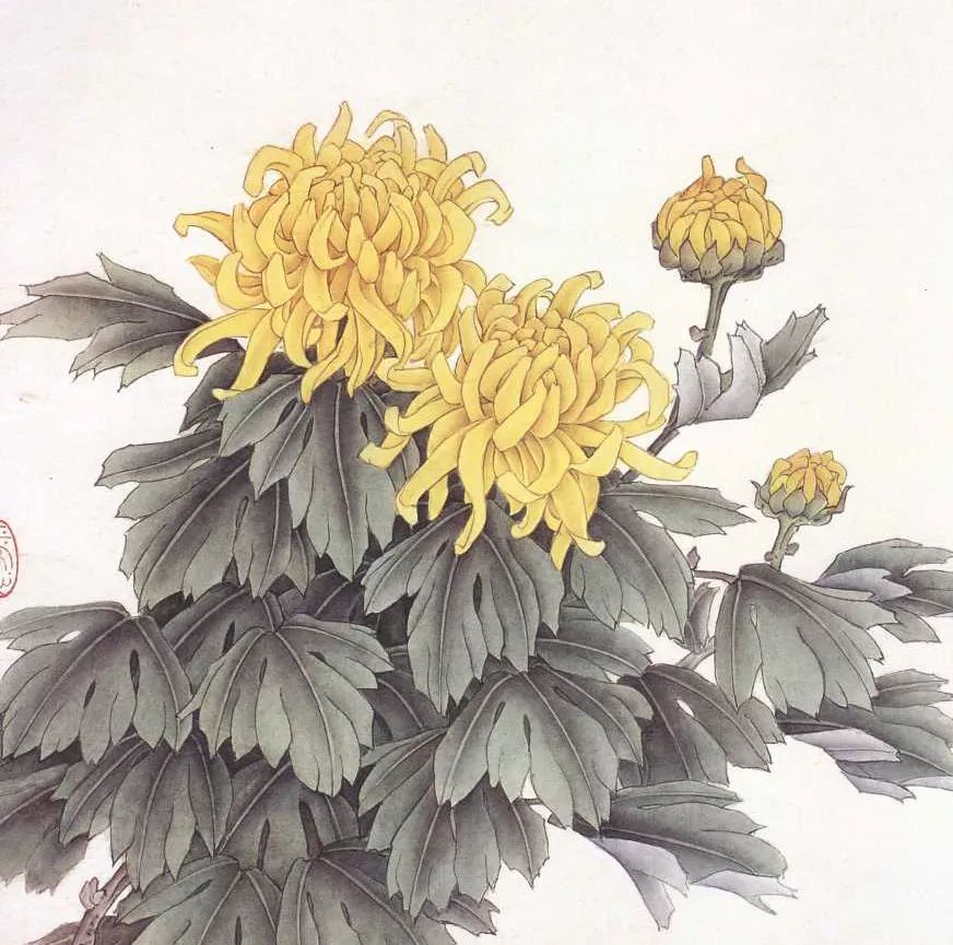 菊花为什么被称为长寿之花,适合观赏的菊花