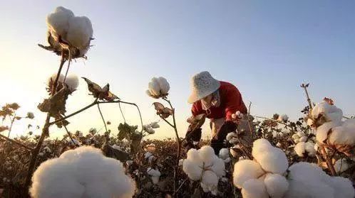 对国内棉花未来走势的看法,中国棉花现状