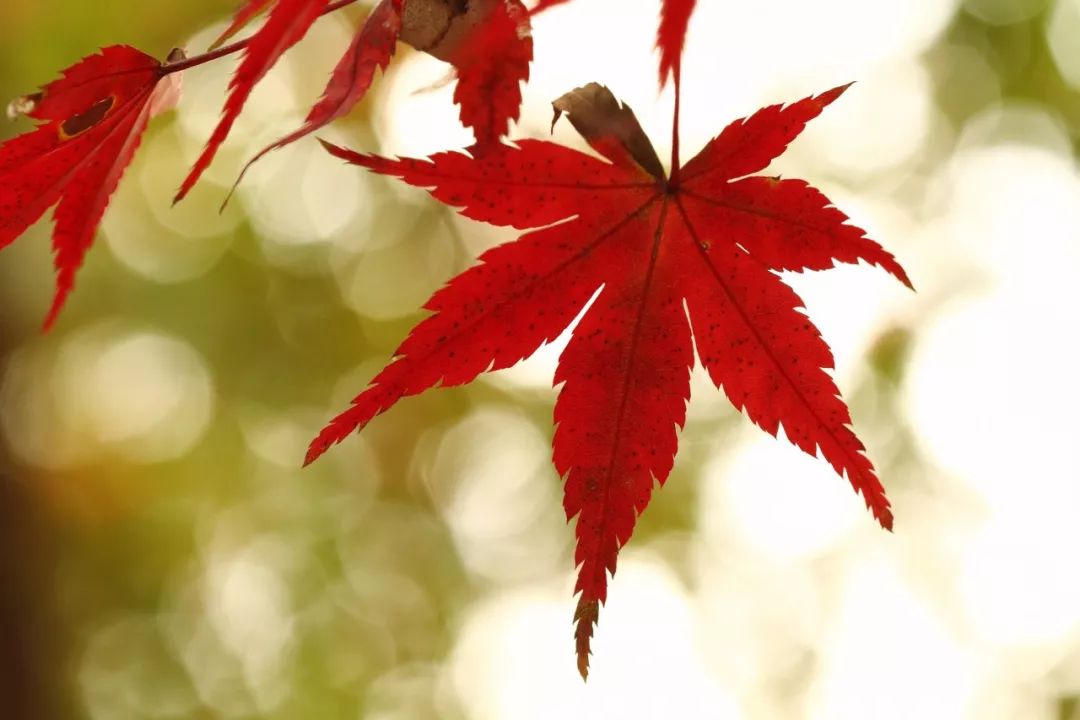 诗词鉴赏常用艺术手法,古典诗词常用的36种艺术手法