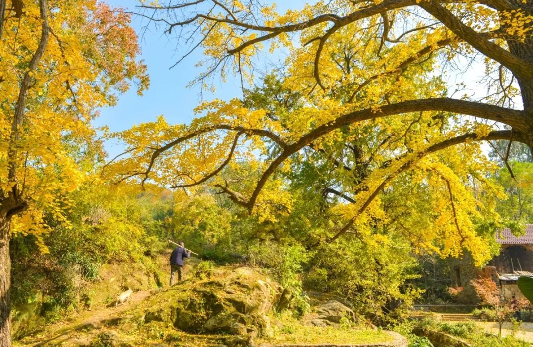 河南秋季最美红叶,河南十大红叶观赏地