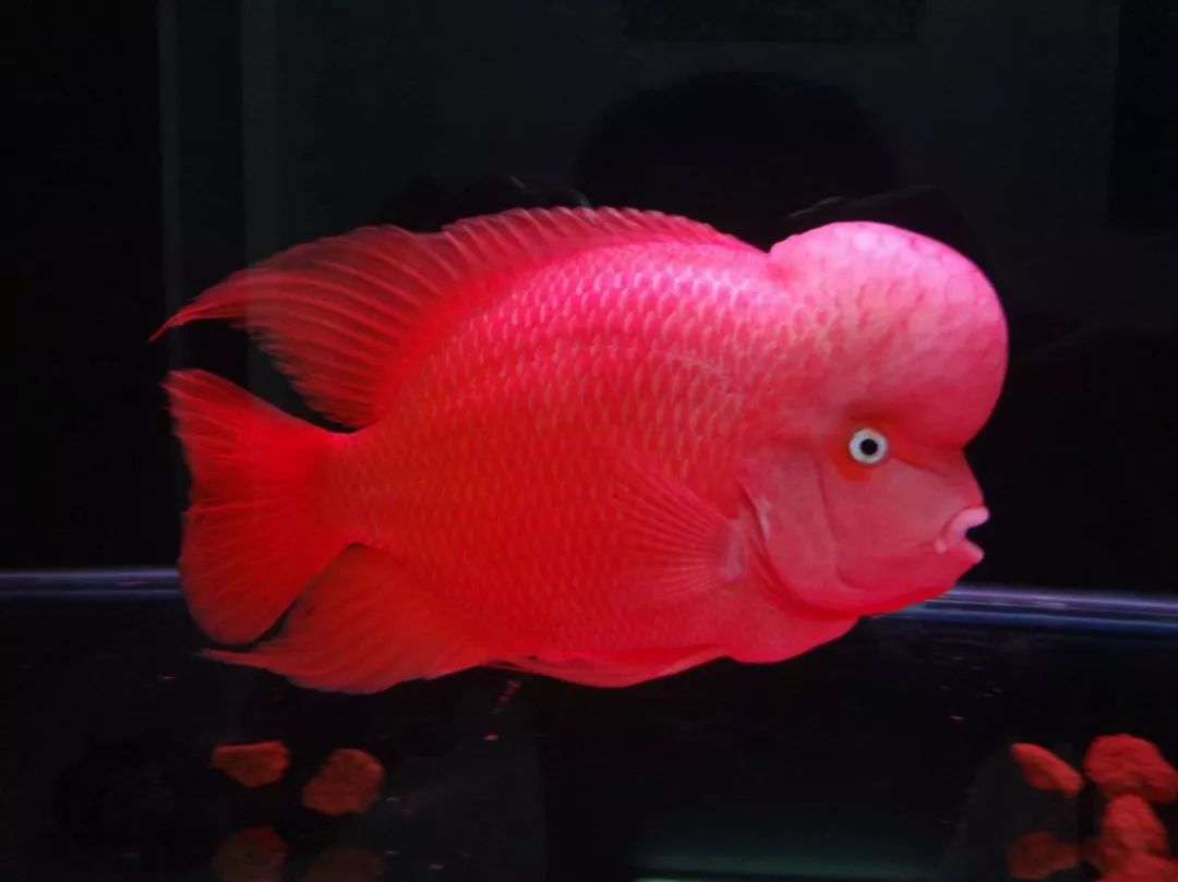 养殖罗非要多久,养殖罗非要几个月