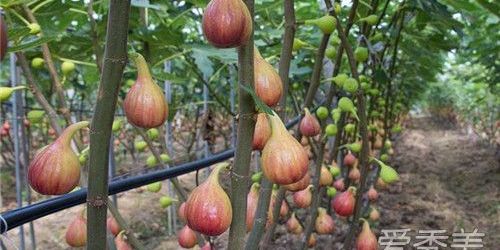 无花果可以放冰箱保存吗,无花果能不能冰冻保存