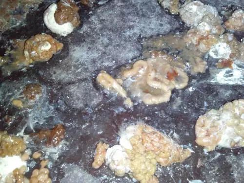 投入不到0.18元钱，比全程合同用药的用药成本还要低！却能多给你带来每只鸡5块钱利润！做肠胃的指导者