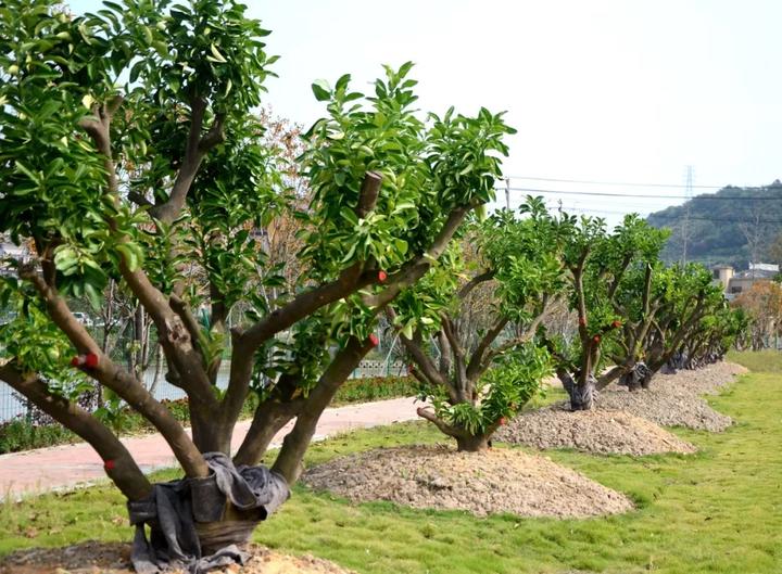 中华第一名柚,柚子中华第一柚