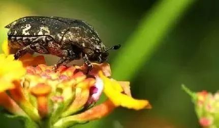 科普丨「农业科技」虫子界的这种“吃货”，吃进废弃物，拉出财富！给循环农业帮大忙