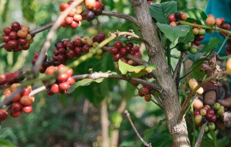 海南好喝的咖啡推荐,海南最正宗的咖啡