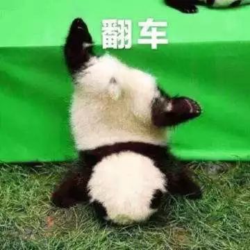 关于锦鲤的骗局有哪些呢,中国锦鲤火了多少年