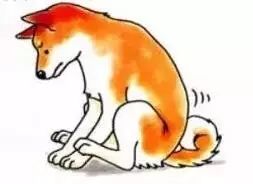 养宠指南｜关于狗狗“肛门腺”的真相！到底要不要挤？怎么挤？