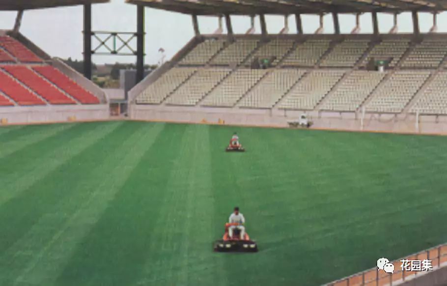 公园草坪怎么养护效果最好,公园草坪管理养护