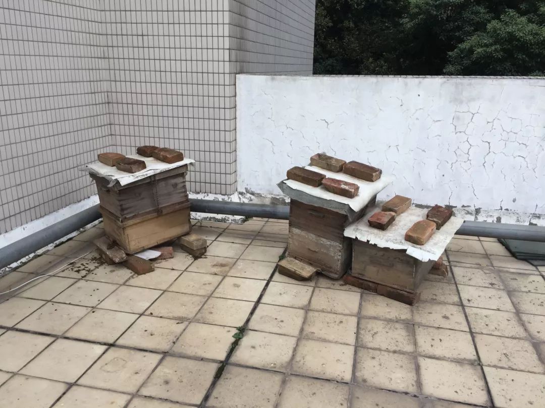 真霸道！小区内“违停”遭物业锁车，交50元才开锁！物业定的“家规”竟还有这些……︱早安武汉