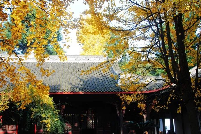 春雨枝头密似鳞，秋风树下落成金——秋日银杏（上）