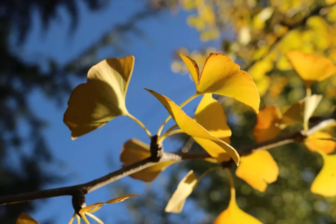 「靓·白云」秋天的白云鄂博，仿佛让你置身岁月的留声机中……